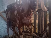 Cabro, Nubian Goat — foto 4