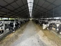 Kuh, Holstein-Rasse — Foto 2