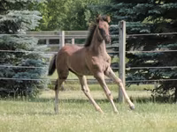 公马, Rocky Mountain Horse — 照片 4