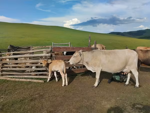 Vaca, Ganado vacuno