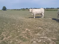 بقرة, Charolais cattle — الصورة 2