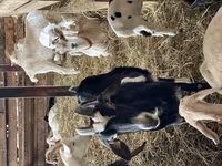 Cabra, Nubian Goat — foto 5
