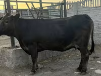 Cow, Cattle — photo 2