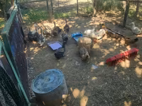 Ducks — الصورة 1