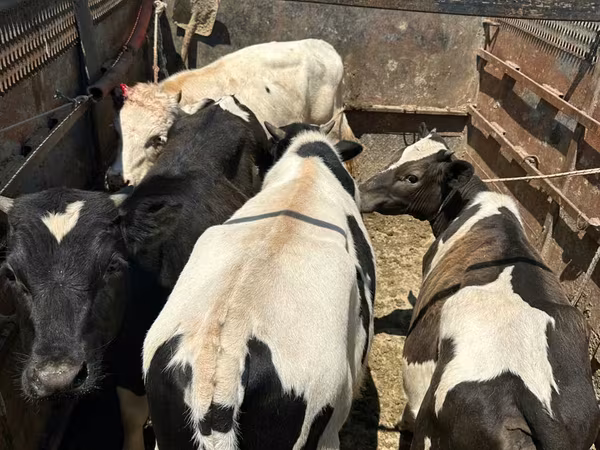 Bull, Cattle