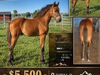 घोड़ा, Rocky Mountain Horse — फ़ोटो 1