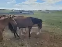 حصان, الخيول — الصورة 6