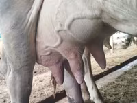 Vaca, Swiss cattle — foto 1