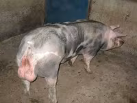 Verro, Cerdos — foto 1