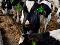 Cow, Russian Black pied cattle — photo 7