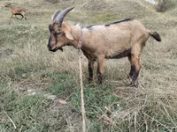 Cabro, Cabras — foto 2