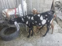 Cabro, Beetal goats — foto 8