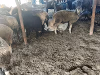 Sheep, Sheep — photo 1