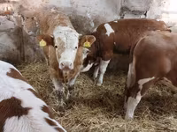 सांड, Simmental cattle — फ़ोटो 5
