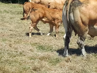 母牛, Cast cow — 照片 4