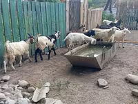 Billy Goat, Pomellata goat — photo 7