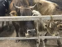 Cow, Ukrainian Brown Dairy Cattle — photo 2