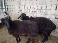 Carnero, Ovejas — foto 3
