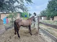Азаргагүй морь, French Trotter — 3 зураг