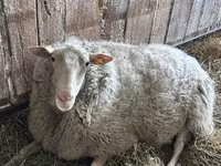 公羊, Edilbay sheep — 照片 5