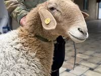 نعجة, Awassi sheep — الصورة 2