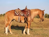 Адуу, Gypsy horse — 4 зураг