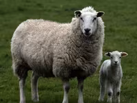 Carnero, Edilbay sheep — foto 5