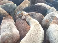 Carnero, Edilbay sheep — foto 1