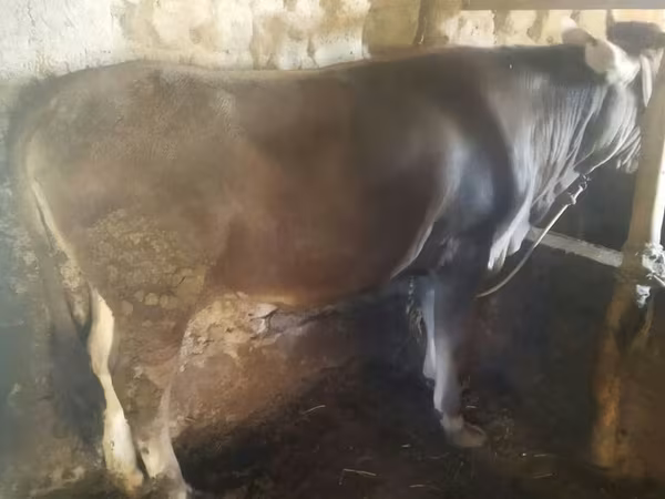 Bull, Cattle