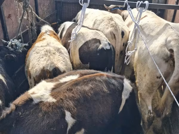 Bull, Cattle