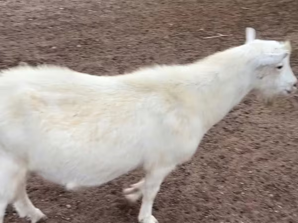 تيس, Saanen goat