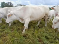 بقرة, Charolais cattle — الصورة 7