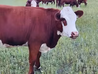 Vaca, Hereford — foto 6