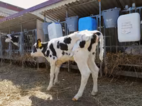 Toro, Raza Holstein — foto 3