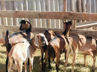 Cabro, Nubian Goat — foto 5