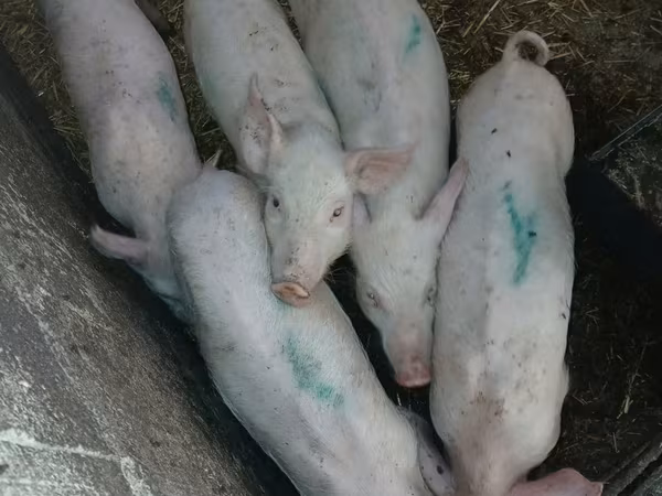 मादा सूअर, सूअर