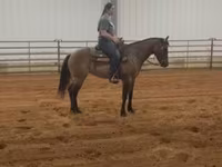 Mare, Quarter Horse — photo 4