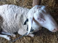 Хуц, Awassi sheep — 3 зураг