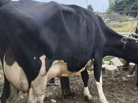 Vaca, Russian Black pied cattle — foto 3