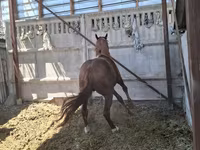 घोड़ा, Arabian horse — फ़ोटो 6