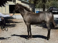 Stute, Rocky Mountain Horse — Foto 2