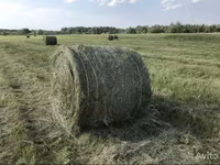 Сено луговое в тюках — фото 1