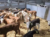 Toro, Ganado vacuno — foto 3