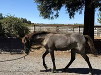 Stute, Rocky Mountain Horse — Foto 7