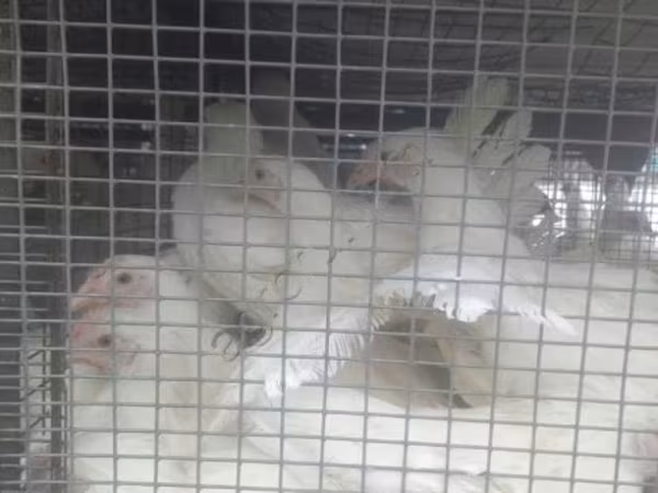 Chickens