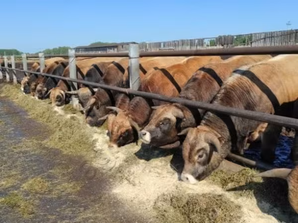 بقرة, Aubrac cattle