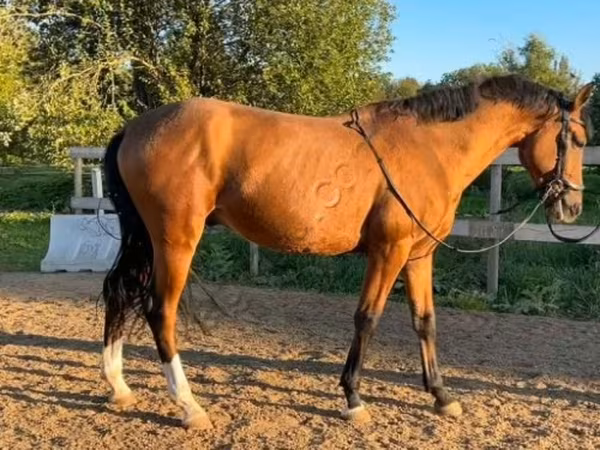 Caballo, Caballos