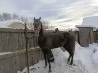 घोड़ी, Orlov Trotter — फ़ोटो 4