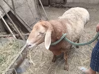 كبش, الأغنام — الصورة 2