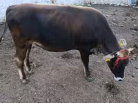 Bull, Alatau breed — photo 5